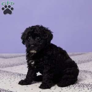 Petunia, Miniature Poodle Puppy